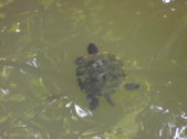 Enlarge photo 35