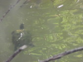 Enlarge photo 36