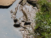 Enlarge photo 40