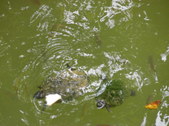 Enlarge photo 19