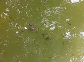 Enlarge photo 23