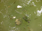 Enlarge photo 24