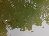 Enlarge photo 26