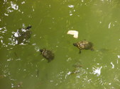 Enlarge photo 30