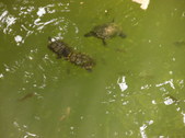 Enlarge photo 31