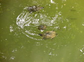 Enlarge photo 32