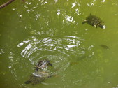Enlarge photo 33