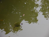 Enlarge photo 34