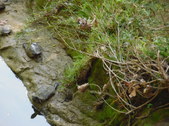 Enlarge photo 17