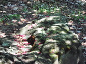 Enlarge photo 25