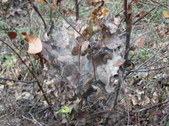 Enlarge photo 35