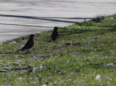 Enlarge photo 25