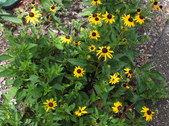 Enlarge photo 2