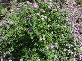 Enlarge photo 20