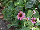 Enlarge photo 26