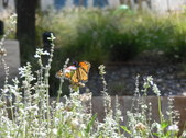 Enlarge photo 28