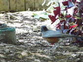 Enlarge photo 23