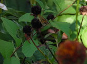 Enlarge photo 15