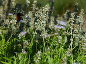 Enlarge photo 26