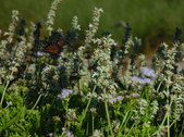 Enlarge photo 27