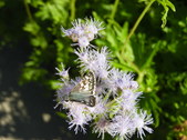 Enlarge photo 31