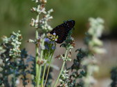 Enlarge photo 39