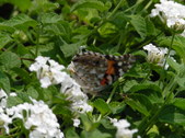 Enlarge photo 19