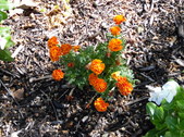 Enlarge photo 31