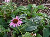 Enlarge photo 7