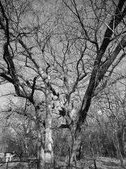 Enlarge photo 34