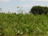 Enlarge photo 11