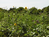 Enlarge photo 24