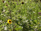 Enlarge photo 25