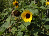 Enlarge photo 26