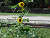 Enlarge photo 32
