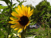 Enlarge photo 38