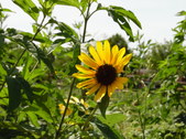 Enlarge photo 39