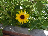 Enlarge photo 40