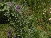 Enlarge photo 21