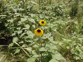 Enlarge photo 26