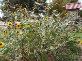 Enlarge photo 27