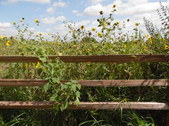 Enlarge photo 30