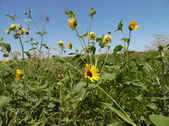 The Flower Mound 9