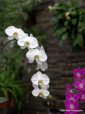 Portfolio Details Richmond