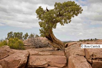 Enlarge photo 229