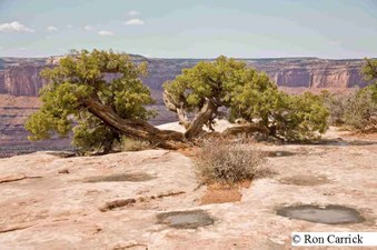 Enlarge photo 240