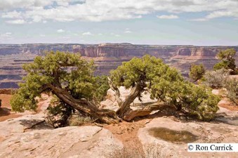 Enlarge photo 241