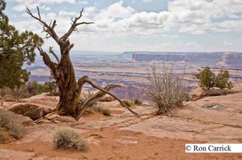 Enlarge photo 243
