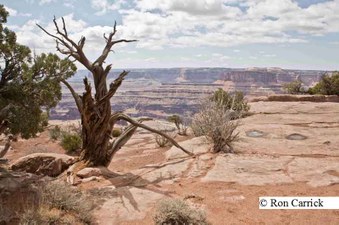 Enlarge photo 244