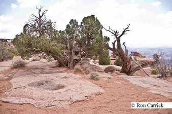 Enlarge photo 245